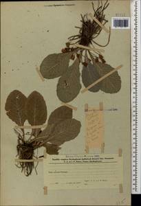 Primula vulgaris subsp. rubra (Sm.) Arcang., Caucasus, Azerbaijan (K6) (Azerbaijan)