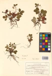 Fragaria vesca L., Eastern Europe, Eastern region (E10) (Russia)