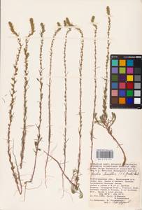 Bassia laniflora (S. G. Gmel.) A. J. Scott, Eastern Europe, Lower Volga region (E9) (Russia)