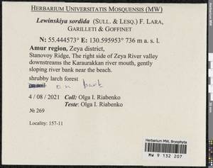 Lewinskya sordida (Sull. & Lesq.) F. Lara, Garilleti & Goffinet, Bryophytes, Bryophytes - Russian Far East (excl. Chukotka & Kamchatka) (B20) (Russia)