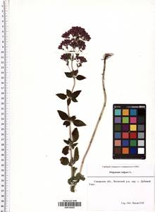 Origanum vulgare L., Eastern Europe, Middle Volga region (E8) (Russia)