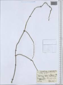 Cynanchum viminale subsp. viminale, Africa (AFR) (Ethiopia)