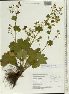 Alchemilla monticola Opiz, Eastern Europe, Central region (E4) (Russia)