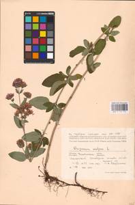 MHA 0 156 754, Origanum vulgare L., Eastern Europe, Eastern region (E10) (Russia)