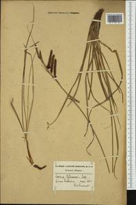 Carex flacca Schreb., Western Europe (EUR) (Belgium)