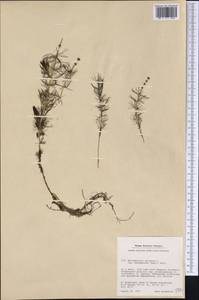 Myriophyllum sibiricum Komarov, America (AMER) (Greenland)