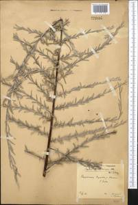 Salix wilhelmsiana M. Bieb., Middle Asia, Western Tian Shan & Karatau (M3) (Kazakhstan)