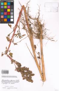 Chenopodium quinoa Willd., Eastern Europe, Moscow region (E4a) (Russia)