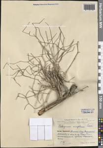 Calligonum mongolicum Turcz., South Asia, South Asia (Asia outside ex-Soviet states and Mongolia) (ASIA) (China)