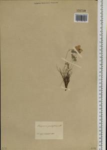 Paraquilegia anemonoides (Willd.) Engl. ex Ulbr., Siberia, Baikal & Transbaikal region (S4) (Russia)