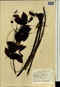 Dioscorea, Africa (AFR) (Guinea)
