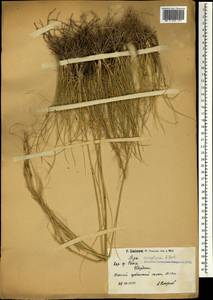 Stipa sareptana A.K.Becker, Caucasus, Armenia (K5) (Armenia)