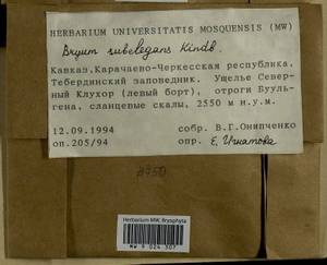 Rosulabryum moravicum (Podp.) Ochyra & Stebel, Bryophytes, Bryophytes - North Caucasus & Ciscaucasia (B12) (Russia)