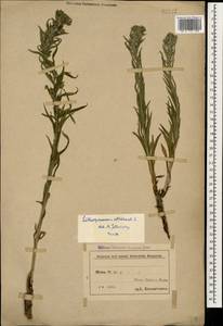 Lithospermum officinale L., Caucasus, Azerbaijan (K6) (Azerbaijan)