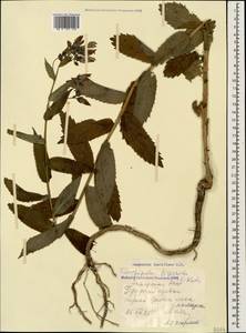 Campanula lactiflora M.Bieb., Caucasus, Georgia (K4) (Georgia)