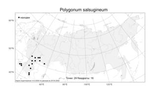 Polygonum salsugineum M. Bieb., Atlas of the Russian Flora (FLORUS) (Russia)