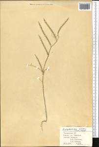Diptychocarpus strictus (Fisch. ex M.Bieb.) Trautv., Middle Asia, Kopet Dag, Badkhyz, Small & Great Balkhan (M1) (Turkmenistan)
