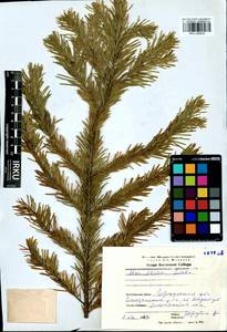 Abies sibirica Ledeb., Siberia, Baikal & Transbaikal region (S4) (Russia)