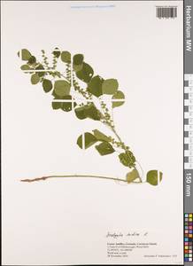 Acalypha indica L., America (AMER) (Grenada)