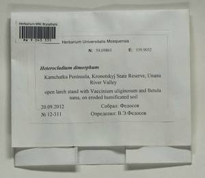 Heterocladiella dimorpha (Brid.) Ignatov & Fedosov, Bryophytes, Bryophytes - Chukotka & Kamchatka (B21) (Russia)