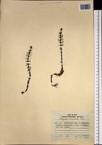 Hippuris ×lanceolata Retz., Siberia, Russian Far East (S6) (Russia)