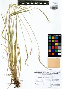 Elymus fibrosus (Schrenk) Tzvelev, Siberia, Baikal & Transbaikal region (S4) (Russia)