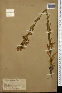 Silene viscosa (L.) Pers., Caucasus, Georgia (K4) (Georgia)
