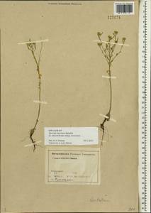 Stevenia cheiranthoides subsp. incarnata (Lamb. ex DC.) D. A. German, Siberia, Altai & Sayany Mountains (S2) (Russia)
