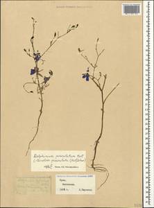 Delphinium consolida subsp. paniculatum (Host) N. Busch, Crimea (KRYM) (Russia)