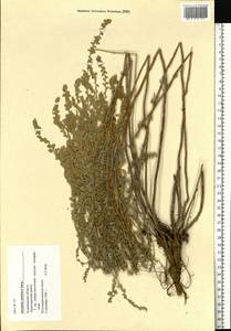 Artemisia austriaca Jacq., Eastern Europe, Lower Volga region (E9) (Russia)