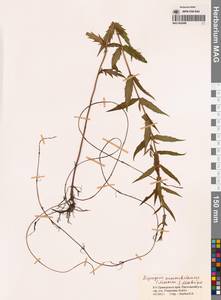 Lycopus lucidus var. maackianus Maxim. ex Herder, Siberia, Russian Far East (S6) (Russia)