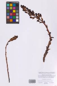 Hypopitys monotropa Crantz, Eastern Europe, Moscow region (E4a) (Russia)