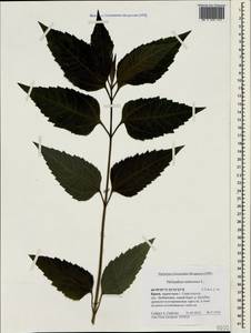 Helianthus tuberosus L., Crimea (KRYM) (Russia)