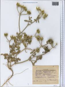 Caucalis platycarpos L., Middle Asia, Western Tian Shan & Karatau (M3) (Kyrgyzstan)