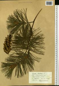 Pinus strobus L., Eastern Europe, West Ukrainian region (E13) (Ukraine)