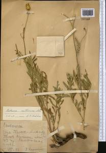 Rhaponticoides ruthenica (Lam.) M.V.Agab. & Greuter, Middle Asia, Western Tian Shan & Karatau (M3) (Kazakhstan)