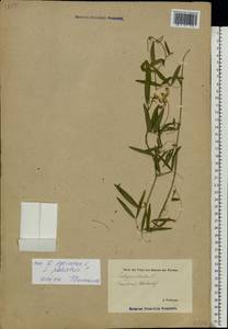 Lathyrus palustris L., Eastern Europe, Estonia (E2c) (Estonia)