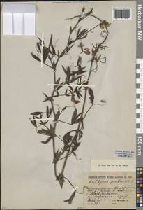 Lathyrus pratensis L., Siberia, Western (Kazakhstan) Altai Mountains (S2a) (Kazakhstan)