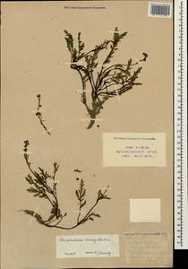 Scrophularia variegata M. Bieb., Caucasus, Krasnodar Krai & Adygea (K1a) (Russia)