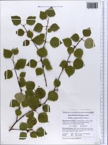 Betula pubescens var. pumila (Zanoni ex Murray) Govaerts, Eastern Europe, Northern region (E1) (Russia)