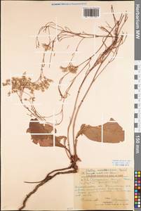 Limonium bungei (Claus) Gamajun., Eastern Europe, North Ukrainian region (E11) (Ukraine)