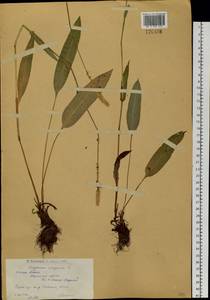 Bistorta vivipara (L.) Delarbre, Siberia, Western (Kazakhstan) Altai Mountains (S2a) (Kazakhstan)