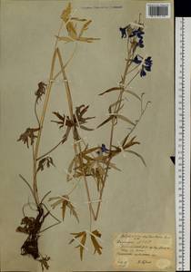 Delphinium cheilanthum Fisch. ex DC., Siberia, Yakutia (S5) (Russia)