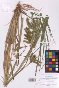 Carex pseudocyperus L., Eastern Europe, Moscow region (E4a) (Russia)