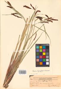 Carex lyngbyei Hornem., Siberia, Russian Far East (S6) (Russia)