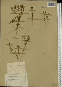 Centaurium pulchellum (Sw.) Druce, Eastern Europe, Central forest-and-steppe region (E6) (Russia)