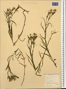 Dianthus caucaseus Sims, Caucasus, Dagestan (K2) (Russia)
