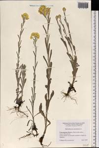 Helichrysum arenarium (L.) Moench, Eastern Europe, Western region (E3) (Russia)