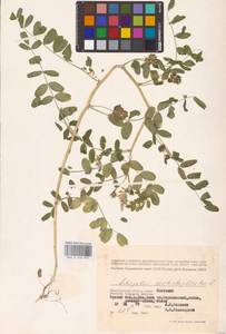 Astragalus contortuplicatus L., Eastern Europe, Lower Volga region (E9) (Russia)