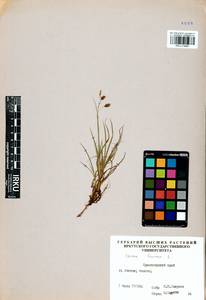 Carex limosa L., Siberia, Altai & Sayany Mountains (S2) (Russia)